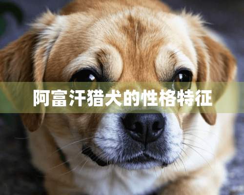 阿富汗猎犬的性格特征