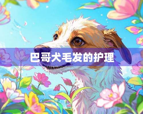 巴哥犬毛发的护理