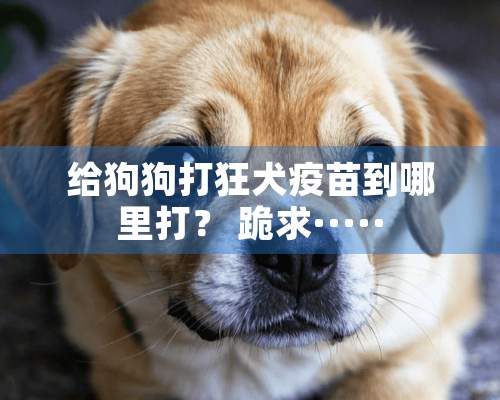 给狗狗打狂犬疫苗到哪里打？ 跪求·····