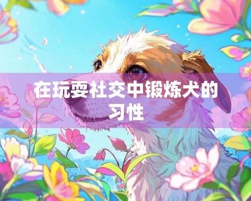 在玩耍社交中锻炼犬的习性