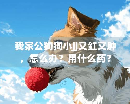 我家公狗狗小JJ又红又肿，怎么办？用什么药？