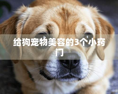 给狗宠物美容的3个小窍门