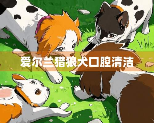 爱尔兰猎狼犬口腔清洁