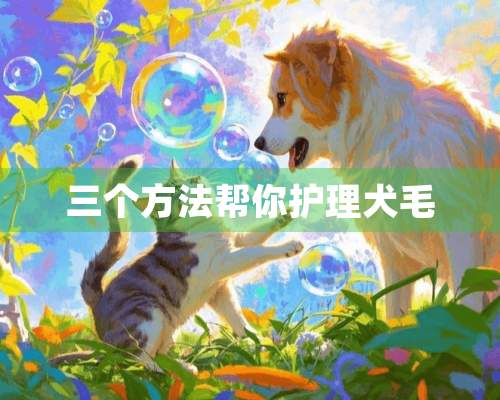 三个方法帮你护理犬毛