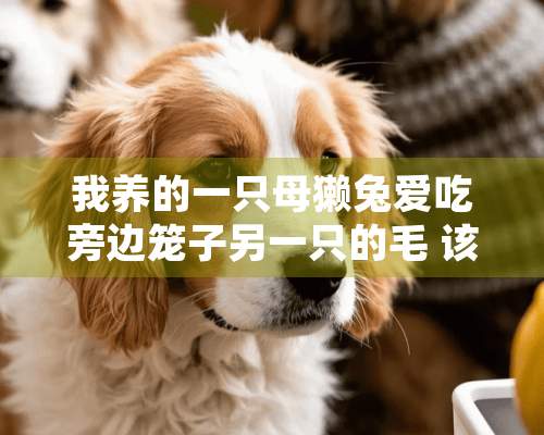 我养的一只母獭兔爱吃旁边笼子另一只的毛 该怎么办？谢谢