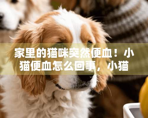 家里的猫咪突然便血！小猫便血怎么回事，小猫3个月便血怎么回事