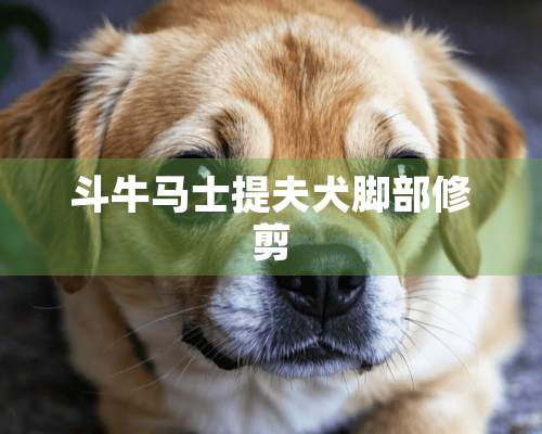 斗牛马士提夫犬脚部修剪