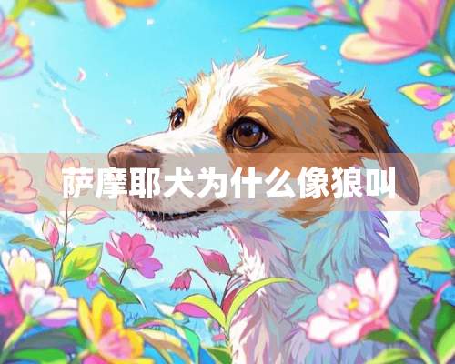 萨摩耶犬为什么像狼叫