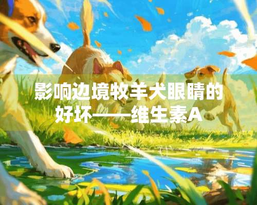 影响边境牧羊犬眼睛的好坏——维生素A