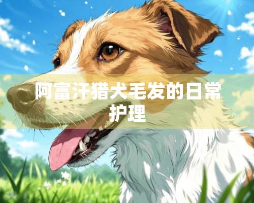 阿富汗猎犬毛发的日常护理