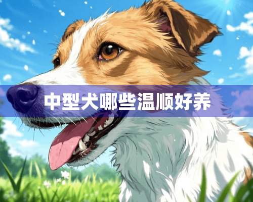 中型犬哪些温顺好养