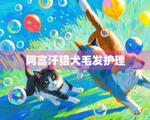 阿富汗猎犬毛发护理