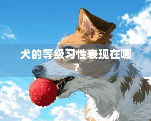 犬的等级习性表现在哪？