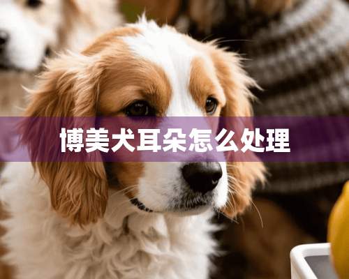 博美犬耳朵怎么处理