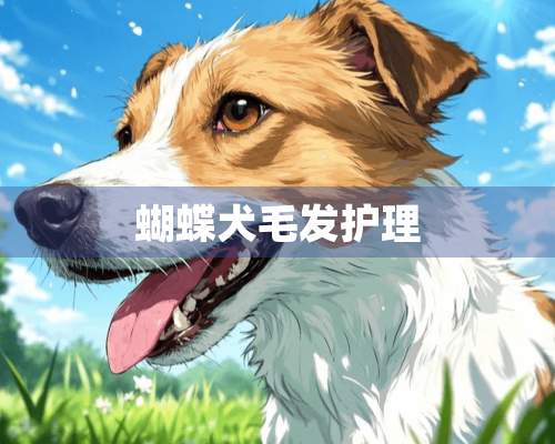 蝴蝶犬毛发护理