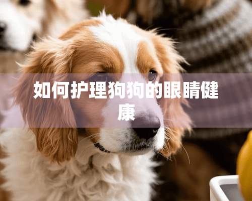 如何护理狗狗的眼睛健康