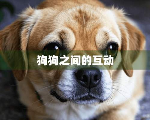 狗狗之间的互动