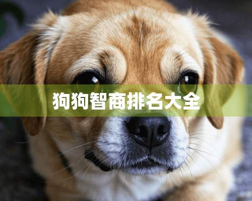 狗狗智商排名大全