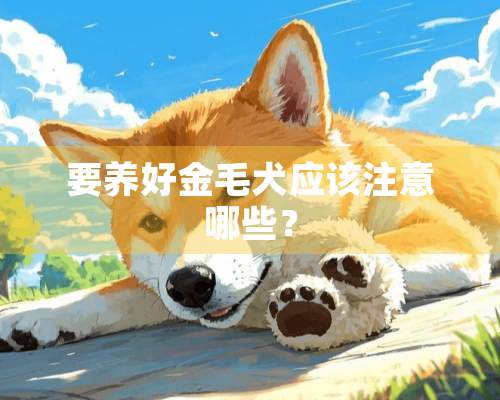 要养好金毛犬应该注意哪些？