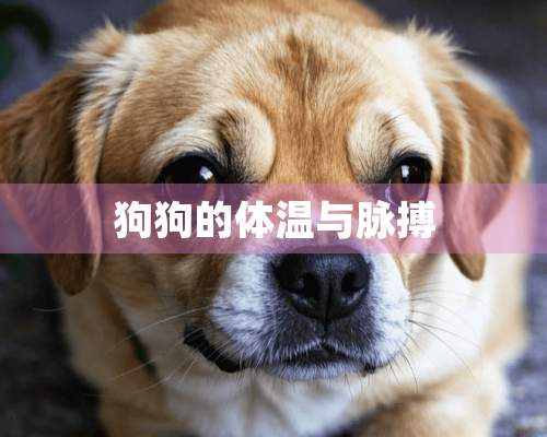 狗狗的体温与脉搏