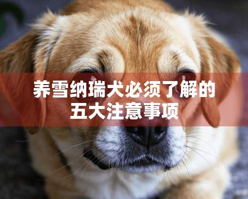 养雪纳瑞犬必须了解的五大注意事项