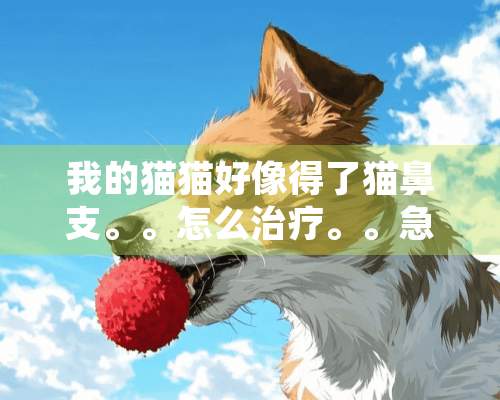 我的猫猫好像得了猫鼻支。。怎么治疗。。急急急。。