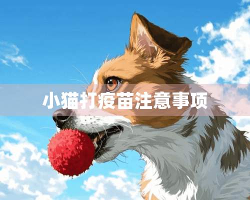 小猫打疫苗注意事项