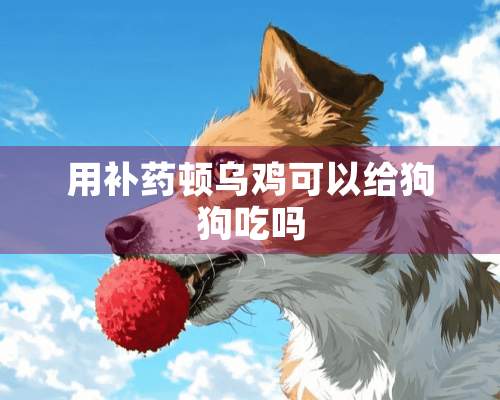 用补药顿乌鸡可以给狗狗吃吗