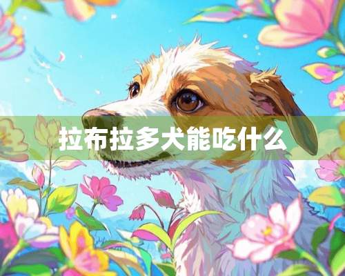 拉布拉多犬能吃什么