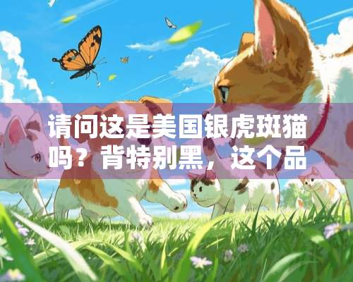 请问这是美国银虎斑猫吗？背特别黑，这个品相价格大概多少呢？谢谢了