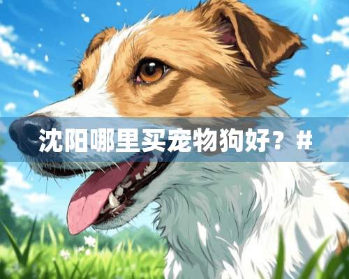 沈阳哪里买宠物狗好？#