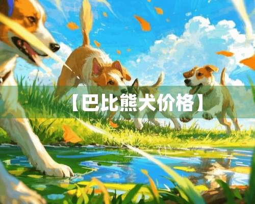 【巴比熊犬价格】