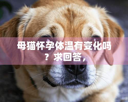 母猫怀孕体温有变化吗？求回答，