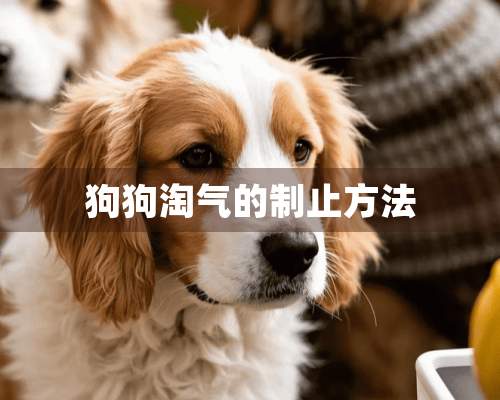 狗狗淘气的制止方法