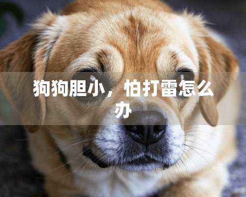 狗狗胆小，怕打雷怎么办