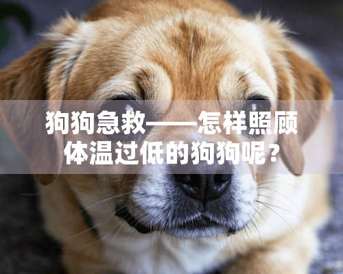 狗狗急救——怎样照顾体温过低的狗狗呢？