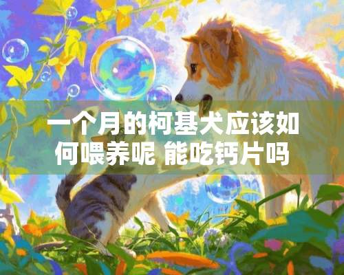 一个月的柯基犬应该如何喂养呢 能吃钙片吗