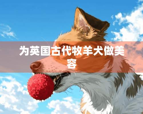 为英国古代牧羊犬做美容