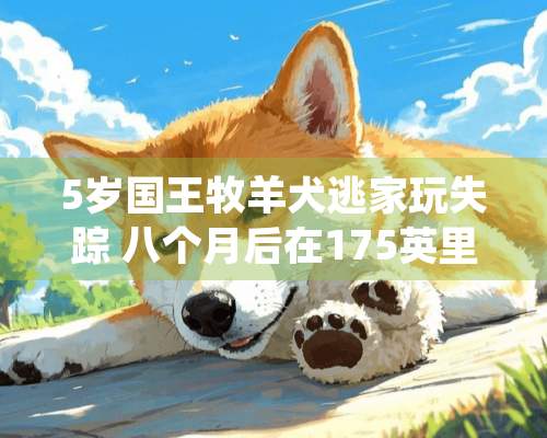 5岁国王牧羊犬逃家玩失踪 八个月后在175英里处被发现