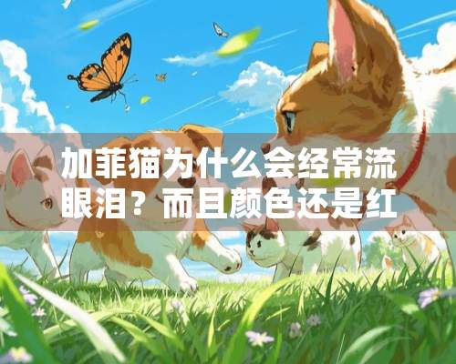 加菲猫为什么会经常流眼泪？而且颜色还是红棕色的？