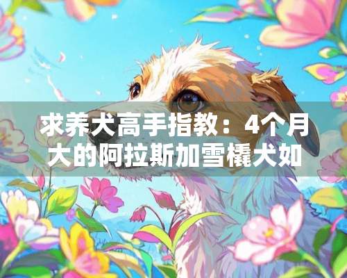 求养犬高手指教：4个月大的阿拉斯加雪橇犬如何喂养？