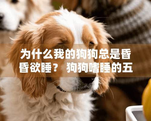 为什么我的狗狗总是昏昏欲睡？ 狗狗嗜睡的五个常见原因