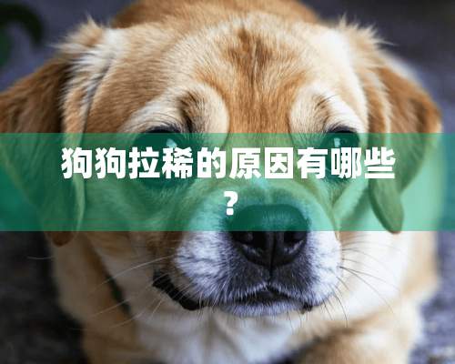 狗狗拉稀的原因有哪些？