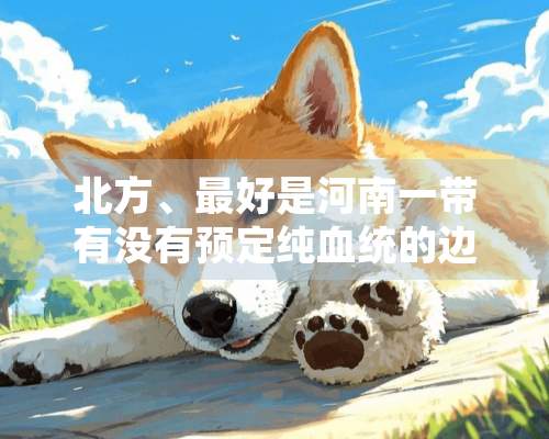 北方、最好是河南一带有没有预定纯血统的边境牧羊犬的？