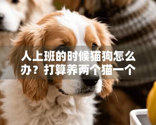 人上班的时候猫狗怎么办？打算养两个猫一个狗