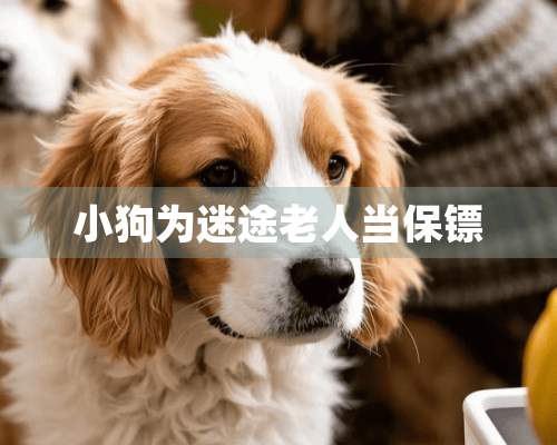 小狗为迷途老人当保镖