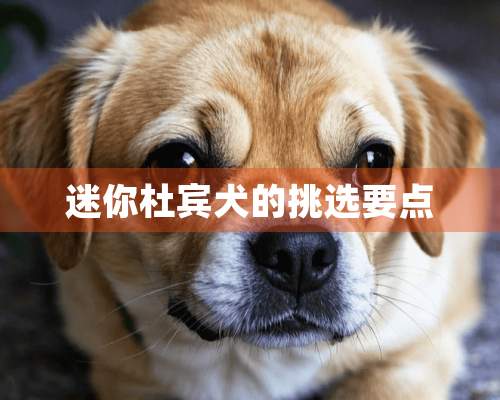 迷你杜宾犬的挑选要点