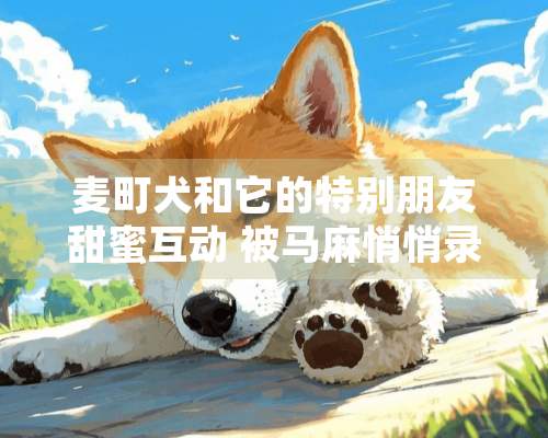 麦町犬和它的特别朋友甜蜜互动 被马麻悄悄录下