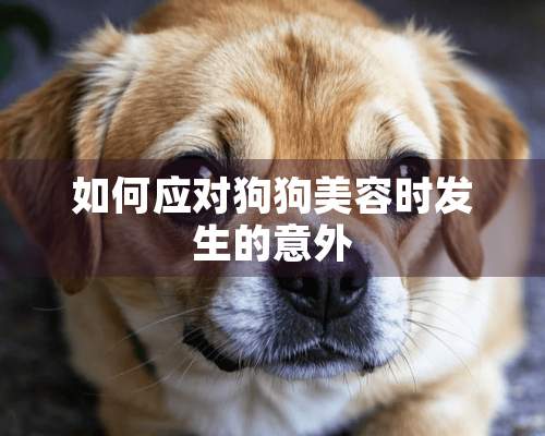 如何应对狗狗美容时发生的意外