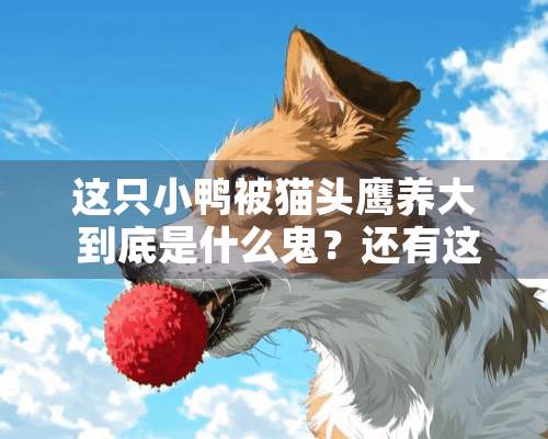 这只小鸭被猫头鹰养大 到底是什么鬼？还有这种操作